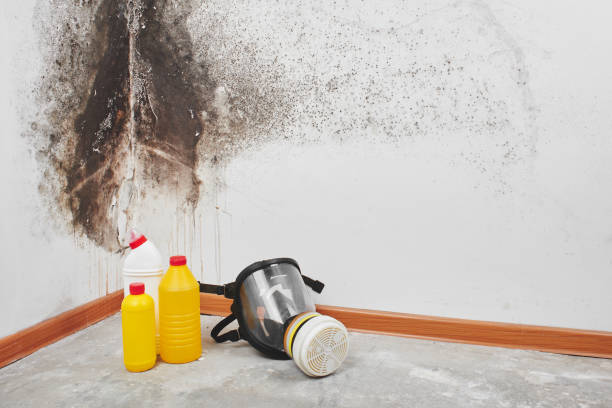 Best Attic Mold Remediation in Willmsburg, IA