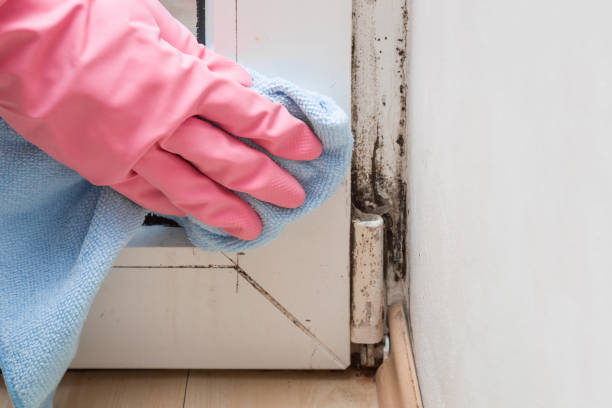 Best Post-Flood Mold Remediation in Willmsburg, IA